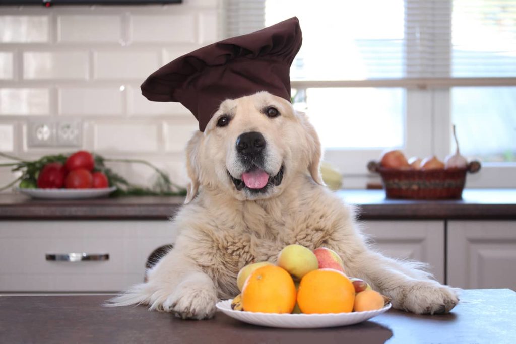 the chef dog