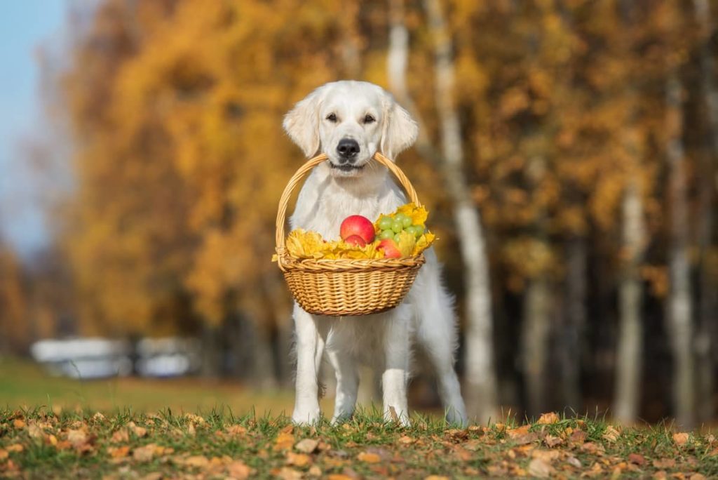 dog with fruit basket