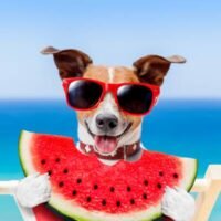 13 Awesome Fruits Dogs Can Eat And The Avocado Myth