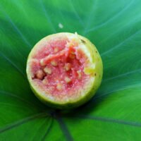 Guava Fruit: Benefits and Side Effects (Risks)