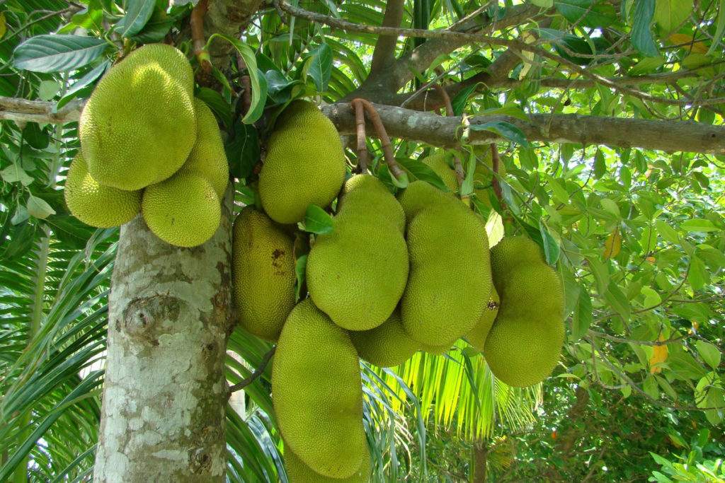 jack fruit tree