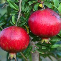 Pomegranate Fruit: 5 Great Health Benefits