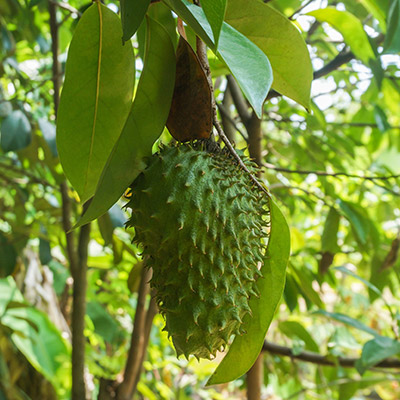 soursop fruit on tree