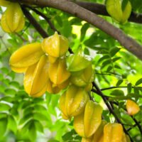 8 Great Health Benefits Of The Star Fruit And One Risk